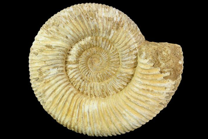 Perisphinctes Ammonite - Jurassic #108700